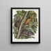 Sciurus ferruginiventris Eekhoorn met roodbruine buik Natuurlijke grootte Mannelijk Vrouwelijk en Jong - John Woodhouse Audubon — ingelijst kunstwerk aan de muur