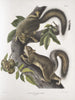 Sciurus leporinus Eekhoorn haas Natuurlijke grootte - John Woodhouse Audubon — weergave van het kunstwerk