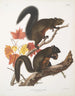 Sciurus longipilis Eekhoorn met lange vacht Natuurlijke grootte - John Woodhouse Audubon — weergave van het kunstwerk