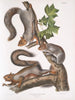 Sciurus migratorius Eekhoorn migratorus Natuurlijke grootte 1 Oude man 2 Vrouwtjes 3 Jonge dieren - John Woodhouse Audubon — weergave van het kunstwerk
