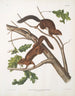 Sciurus mollipilosus Eekhoorn met zachte vacht Natuurlijke grootte - John Woodhouse Audubon — weergave van het kunstwerk