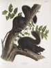 Sciurus niger Zwarte eekhoorn Natuurlijke grootte 1 Mannelijk 2 Vrouwelijk - John Woodhouse Audubon — weergave van het kunstwerk