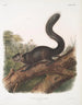 Sciurus nigrescens Eekhoorn donker Mannelijk Natuurlijke grootte - John Woodhouse Audubon — weergave van het kunstwerk