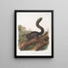 Sciurus nigrescens Eekhoorn donker Mannelijk Natuurlijke grootte - John Woodhouse Audubon — ingelijst kunstwerk aan de muur
