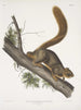 Sciurus rubricaudatus Eekhoorn met roodbruine staart Natuurlijke grootte Mannelijk - John Woodhouse Audubon — weergave van het kunstwerk