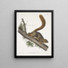 Sciurus rubricaudatus Eekhoorn met roodbruine staart Natuurlijke grootte Mannelijk - John Woodhouse Audubon — ingelijst kunstwerk aan de muur