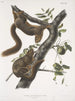 Sciurus subauratus, oranjebuik-eekhoorn, mannetje en vrouwtje, natuurlijke grootte - John Woodhouse Audubon — weergave van het kunstwerk