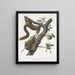 Sciurus subauratus, oranjebuik-eekhoorn, mannetje en vrouwtje, natuurlijke grootte - John Woodhouse Audubon — ingelijst kunstwerk aan de muur