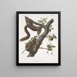 John Woodhouse Audubon - Sciurus subauratus Orangebellied Squirrel Male female Natural size.webp