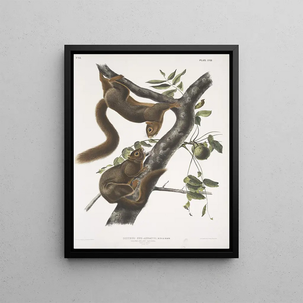 John Woodhouse Audubon - Sciurus subauratus Orangebellied Squirrel Male female Natural size.webp