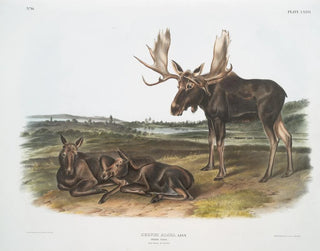 John Woodhouse Audubon - Servus alces Moose Deer Old male  young.webp