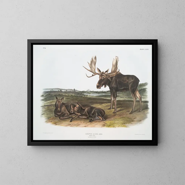Serviteur des élans - John Woodhouse Audubon — ingelijst kunstwerk aan de muur