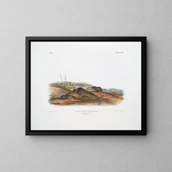 Sorex carolinensis, musaraigne de Caroline, mâles et femelles, taille naturelle - John Woodhouse Audubon — ingelijst kunstwerk aan de muur
