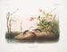 Sorex palustris, Amerikaanse moerasmuis, natuurlijke grootte - John Woodhouse Audubon — weergave van het kunstwerk