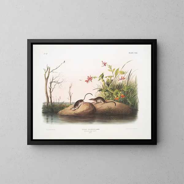 Sorex palustris, Amerikaanse moerasmuis, natuurlijke grootte - John Woodhouse Audubon — ingelijst kunstwerk aan de muur