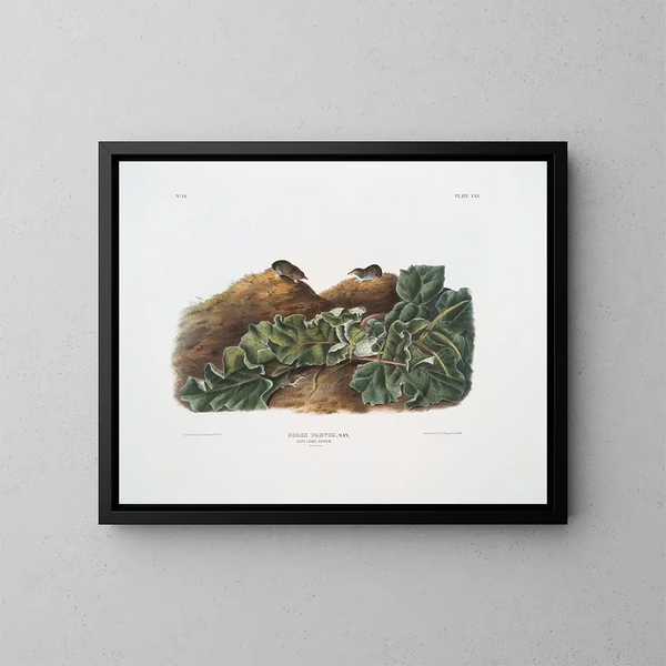 Sorex parvus, de oostelijke miereneter, natuurlijke grootte - John Woodhouse Audubon — ingelijst kunstwerk aan de muur