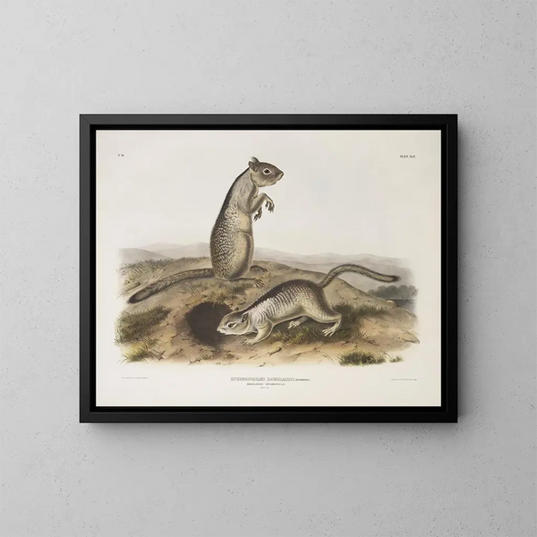 van Douglas's Eekhoorn op ware grootte - John Woodhouse Audubon — ingelijst kunstwerk aan de muur