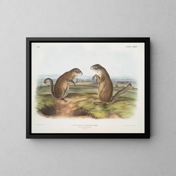 Franklin Marmot mannetje en vrouwtje op ware grootte - John Woodhouse Audubon — ingelijst kunstwerk aan de muur