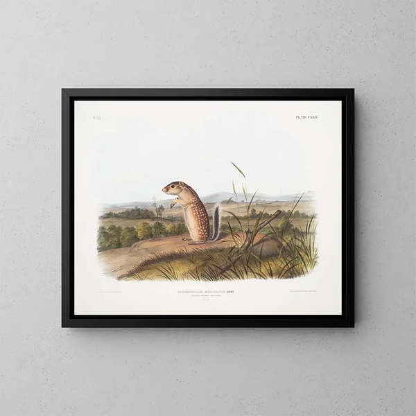 Spermophile mexicain, eekhoorn marmotte mannetje, natuurlijke grootte - John Woodhouse Audubon — ingelijst kunstwerk aan de muur