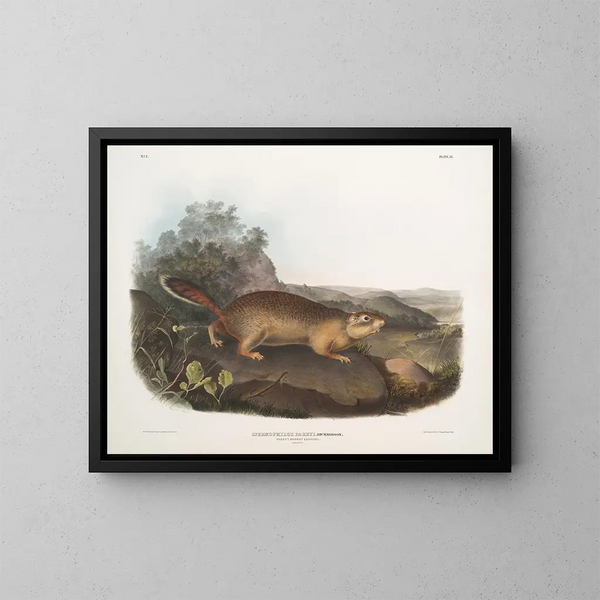 Spermophile de Parry op ware grootte - John Woodhouse Audubon — ingelijst kunstwerk aan de muur