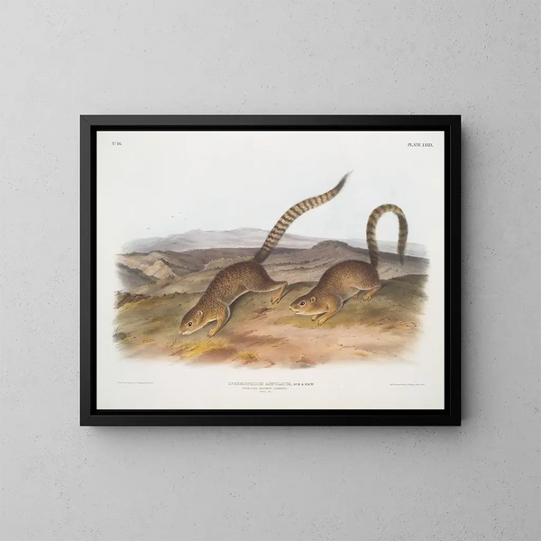 Spermophile annelé taille naturelle - John Woodhouse Audubon — ingelijst kunstwerk aan de muur