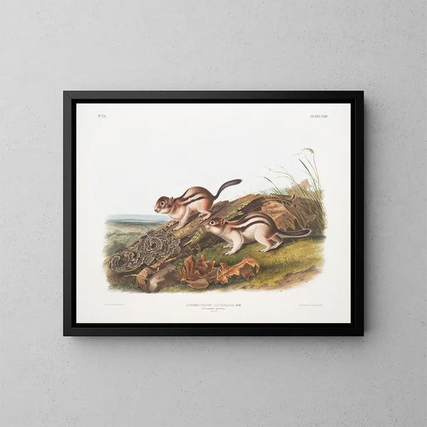 Spermophile latéral taille naturelle - John Woodhouse Audubon — ingelijst kunstwerk aan de muur