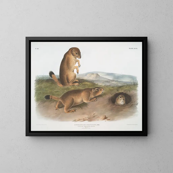 Spermophile de Ludovic - John Woodhouse Audubon — ingelijst kunstwerk aan de muur