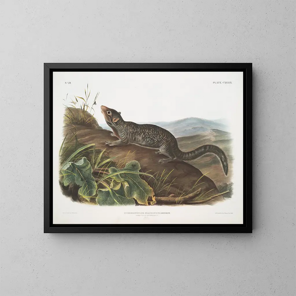 van een mannelijke grote staart eekhoorn op ware grootte - John Woodhouse Audubon — ingelijst kunstwerk aan de muur