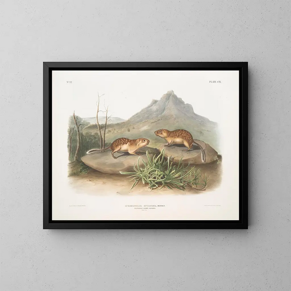 Spermophile tacheté, marmotte van Californië, natuurlijke grootte - John Woodhouse Audubon — ingelijst kunstwerk aan de muur