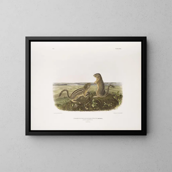 Spermophile à treize bandes, taille naturelle, mâle et femelle - John Woodhouse Audubon — ingelijst kunstwerk aan de muur