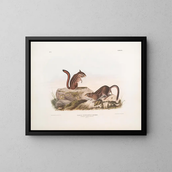 Eekhoorn Townsend in natuurlijke grootte - John Woodhouse Audubon — ingelijst kunstwerk aan de muur