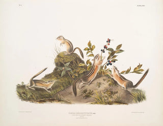 John Woodhouse Audubon - Tamias quadrivitatus Fourstriped Ground Squirrel Natural size 1 Male 2 Female 3  4 Young.webp