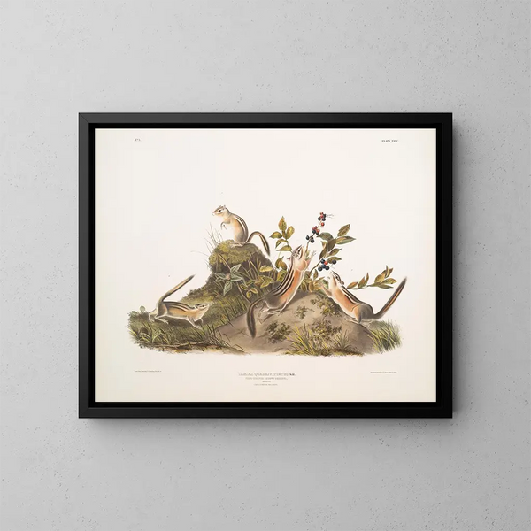 Eekhoorn op de grond met vier strepen - John Woodhouse Audubon — ingelijst kunstwerk aan de muur
