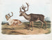 van een mannelijke Caribou of Amerikaanse rendier, zomer- en wintervacht - John Woodhouse Audubon — weergave van het kunstwerk