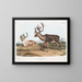 van een mannelijke Caribou of Amerikaanse rendier, zomer- en wintervacht - John Woodhouse Audubon — ingelijst kunstwerk aan de muur