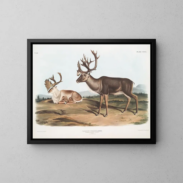 van een mannelijke Caribou of Amerikaanse rendier, zomer- en wintervacht - John Woodhouse Audubon — ingelijst kunstwerk aan de muur