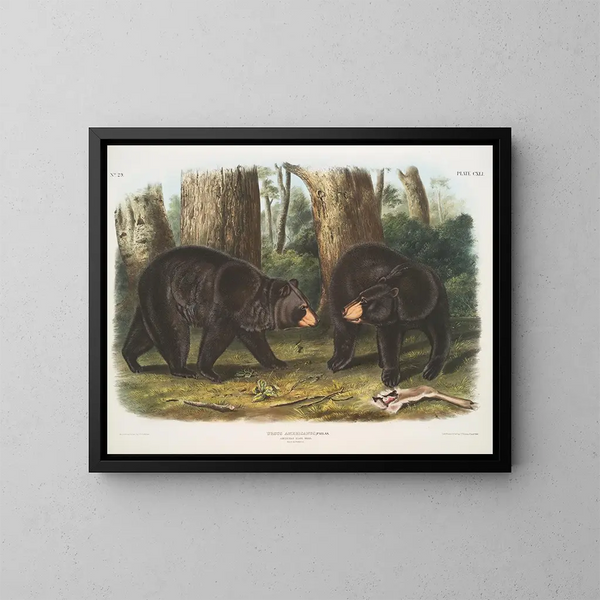 van een Amerikaanse zwarte beer mannetje en vrouwtje - John Woodhouse Audubon — ingelijst kunstwerk aan de muur