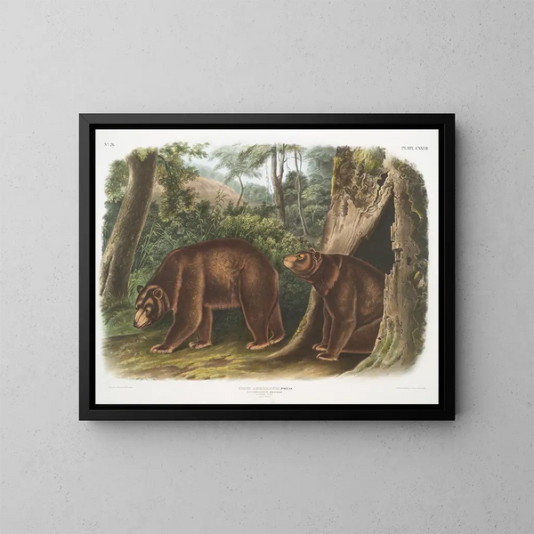 Amerikaanse bruine beer variëteit kaneel mannetje en vrouwtje - John Woodhouse Audubon — ingelijst kunstwerk aan de muur
