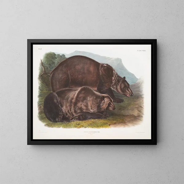 Grizzly Beer - John Woodhouse Audubon — ingelijst kunstwerk aan de muur