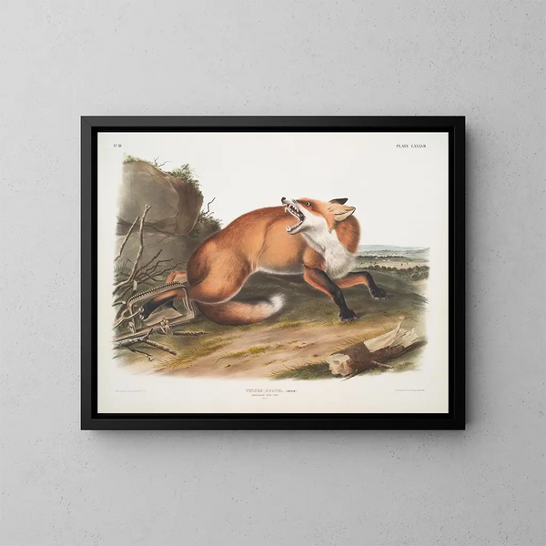 Vos rood Amerikaans mannelijk - John Woodhouse Audubon — ingelijst kunstwerk aan de muur