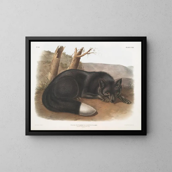 Zwart vos of Amerikaans zilver - John Woodhouse Audubon — ingelijst kunstwerk aan de muur