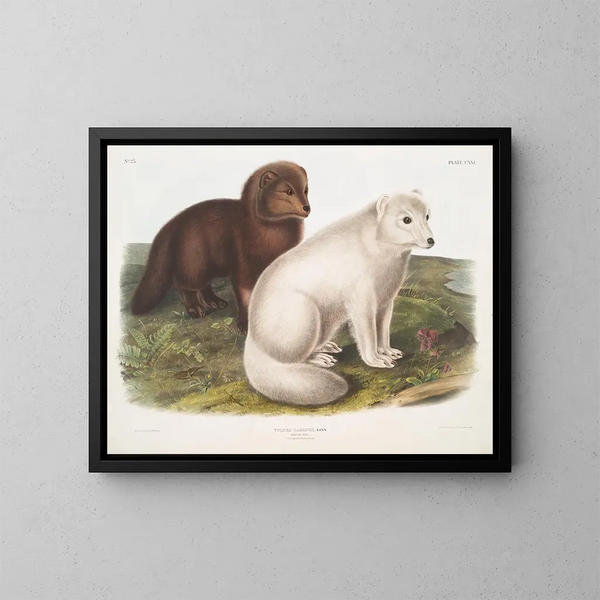 van een Arctic vos in de winter en de zomer - John Woodhouse Audubon — ingelijst kunstwerk aan de muur