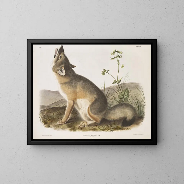 Snelle vos natuurlijke maat mannelijk - John Woodhouse Audubon — ingelijst kunstwerk aan de muur