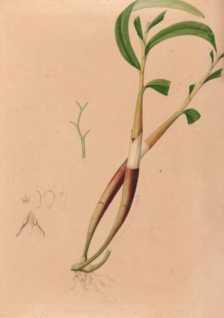 Joo Barbosa Rodrigues - Iconographie des orchidees du Bresil Pl03.webp