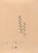 Iconographie des orchidées du Brésil Pl04 - João Barbosa Rodrigues — artwork view
