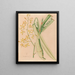 Iconography of Brazilian orchids Pl05 - João Barbosa Rodrigues — framed artwork on a wall