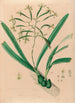 Iconography of the orchids of Brazil Pl06 - João Barbosa Rodrigues — artwork view