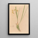 Iconography of Brazilian orchids Pl07 - João Barbosa Rodrigues — framed artwork on a wall