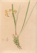 Iconography of Brazilian orchids Pl07 - João Barbosa Rodrigues — artwork view