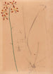 Iconographie des orchidées du Brésil Pl12 - João Barbosa Rodrigues — artwork view